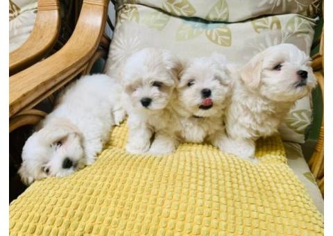 Regalo Mini Toy Cachorros Bichon Maltes para su adopcion libre