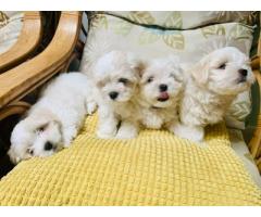 Regalo Mini Toy Cachorros Bichon Maltes para su adopcion libre