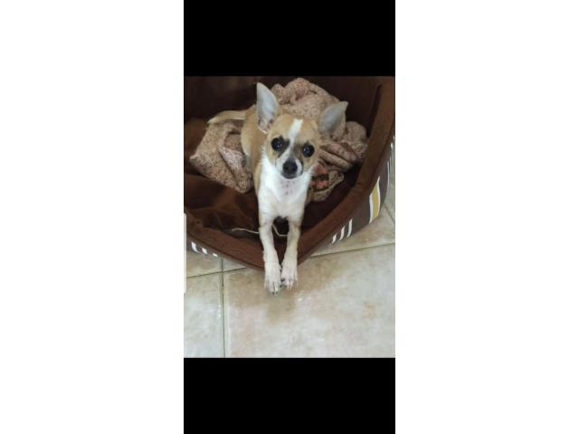 5 3105728 : Busco una Perrita Chihuahua. Pago 700 Dolares