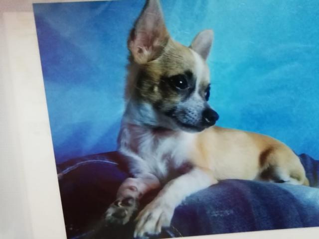 5 3105728 : Busco una Perrita Chihuahua. Pago 700 Dolares