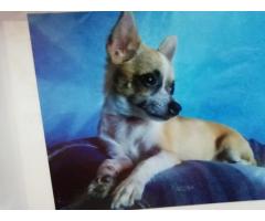 5 3105728 : Busco una Perrita Chihuahua. Pago 700 Dolares