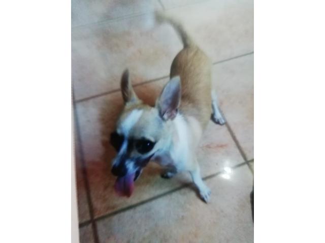 5 3105728 : Busco una Perrita Chihuahua. Pago 700 Dolares