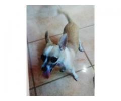 5 3105728 : Busco una Perrita Chihuahua. Pago 700 Dolares