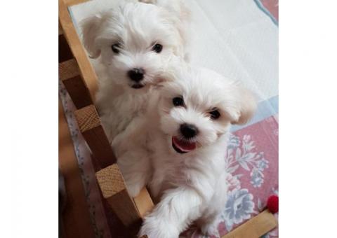 Adorable cachorros malteses para su aprobación.