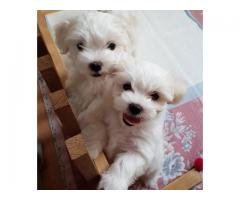 Adorable cachorros malteses para su aprobación.