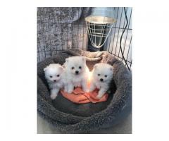 Cachorros de Pomerania disponibles para casas nuevas