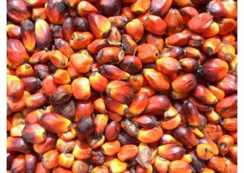 aceite de palma crudo y refinado