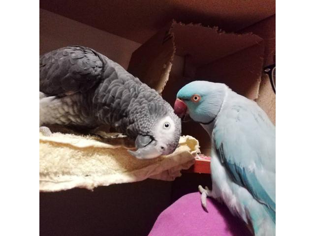 Loros indios ringneck disponibles!