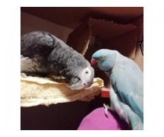 Loros indios ringneck disponibles!