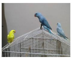 Loros indios ringneck disponibles!