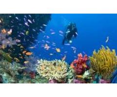 Servicios de guia de buceo por diferentes  siti..