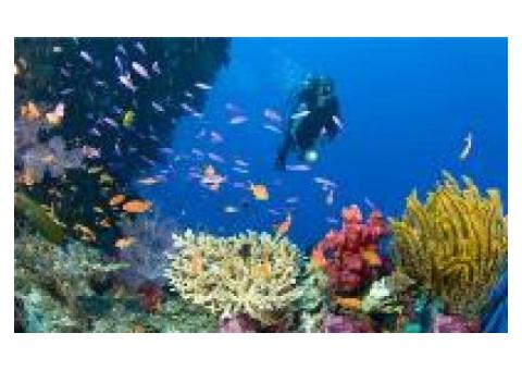 Servicios de guia de buceo por diferentes siti..