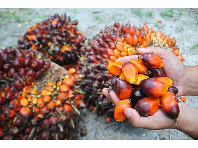 aceite de palma y aceite de girasol