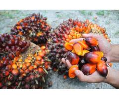 aceite de palma y aceite de girasol