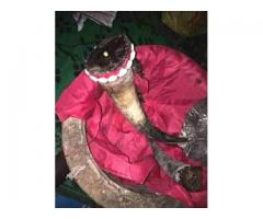 Cure infertility, Real Death  spell  that work +2348164900707