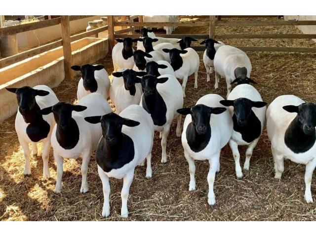 Blackhead Sheep Rams and Ewes para la venta